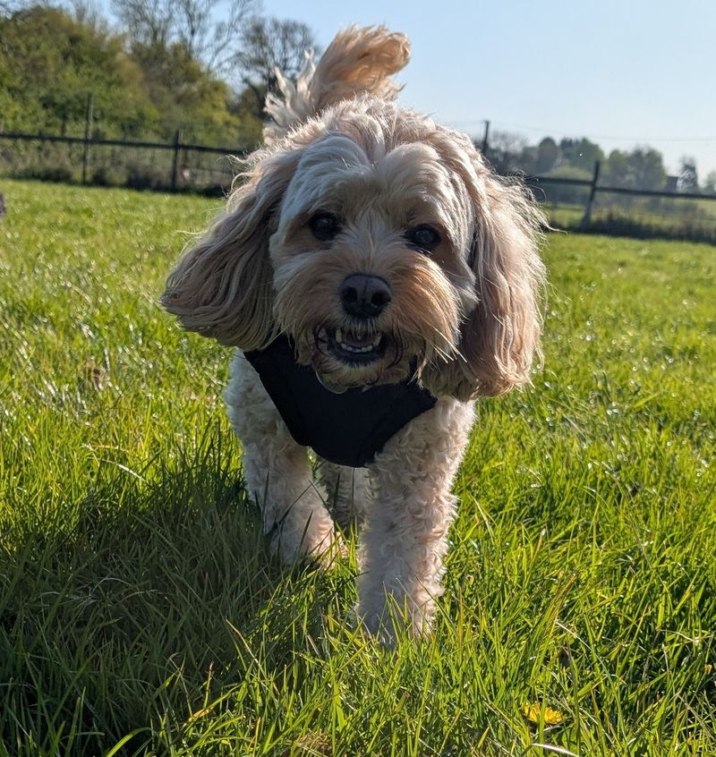 Dog walking in Warwick with Lucy's Walks for Paws